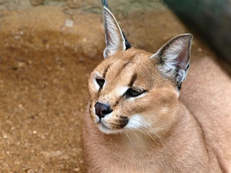 Zoo pussy .